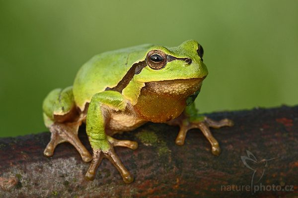 Rosnička zelená (Hyla arborea)